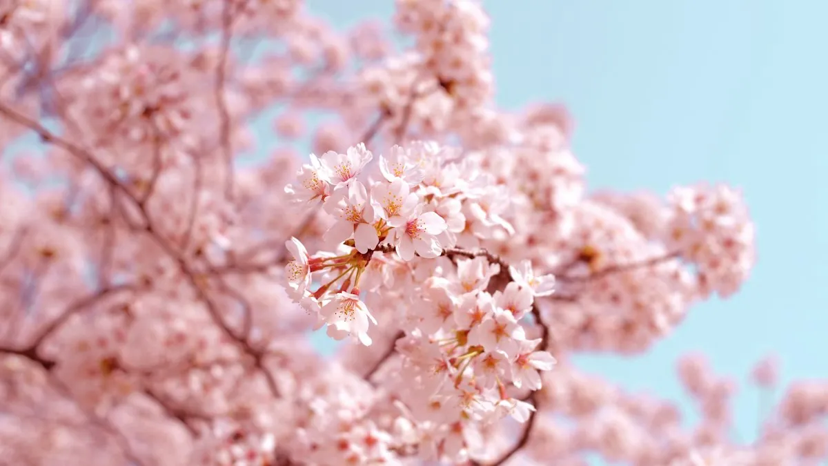 Cherry blossoms in full bloom in front of a traditional Japanese temple pagoda, showing the best time to visit Japan during spring sakura season