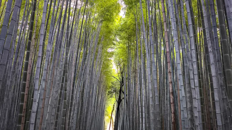 Arashiyama Bamboo Grove
