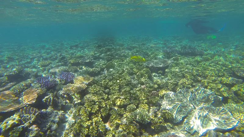Great Barrier Reef